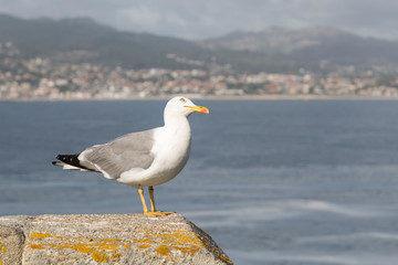 seagull on the stone wall on the coast, Vigo estuary, Galicia, Spain