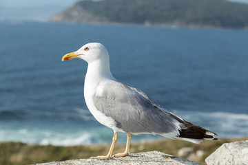 seagull on the stone wall on the coast, Vigo estuary, Galicia, Spain