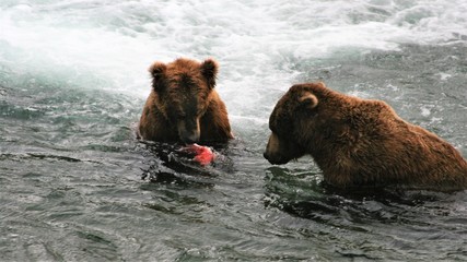 Young brown bear sharing his catch with an old bear