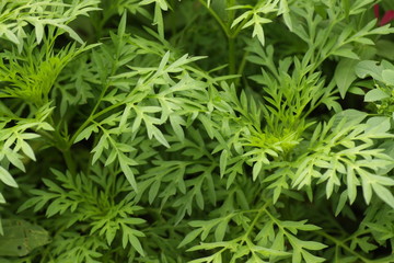 green leafs at the garden for background