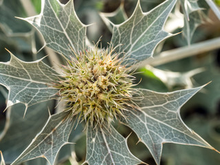 Sea holly flowers