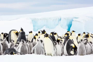 Fototapete Rund Emperor penguin colony, adults and chicks, Snow Hill, Antarctica © Sam