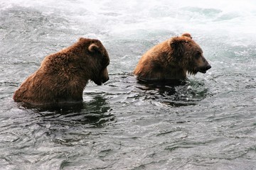 Young brown bear sharing his catch with an old bear