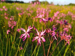 field flowers