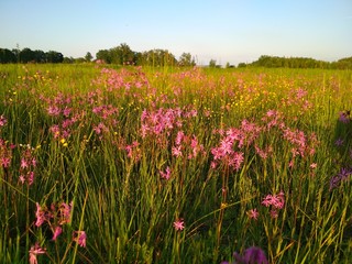 Obraz premium field flowers