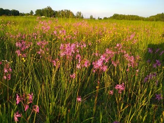 field flowers
