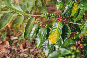 Red coffee beans on tree branch