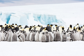 Emperor penguin colony adults and chicks on the sea ice, Snow Hill, Antractica © Sam
