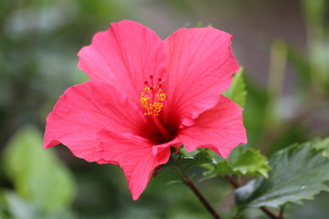 Hibiskus © Alexandra Bonin
