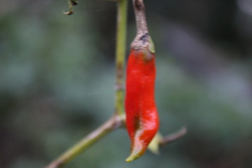 red and yellow parrot