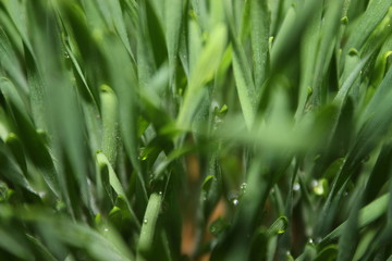 Obraz premium green grass with water drops