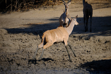 Kudu in Mana Pools National Park, Zimbabwe