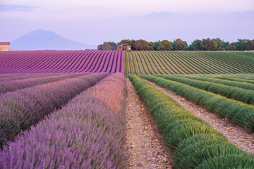 Champ de lavande en train de récolte. Provence, France.