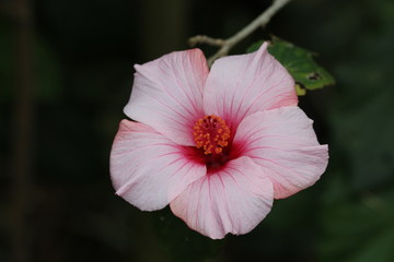 Hibiskus © Alexandra Bonin