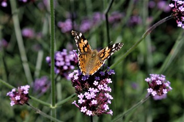 Tortoiseshell butterfly resting on lilac coloured flowers