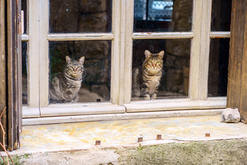 Deux jolis chats tigre assis dans la fenêtre.