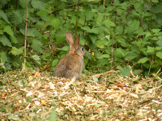 wild young rabbit