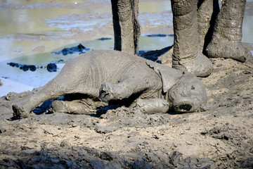 Obraz premium Baby elephant in Mana Pools National Park, Zimbabwe