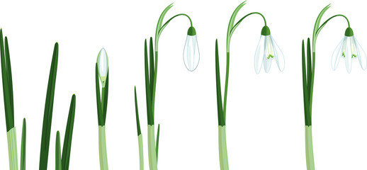 Set of Galanthus nivalis or Common snowdrop. Stages of growth from sprout to flowering plant with green leaves and white flower isolated on white background