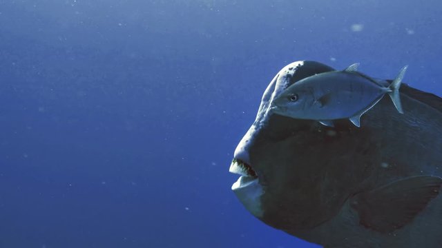 Humphead Parrot fish and Jackfish, Red Sea