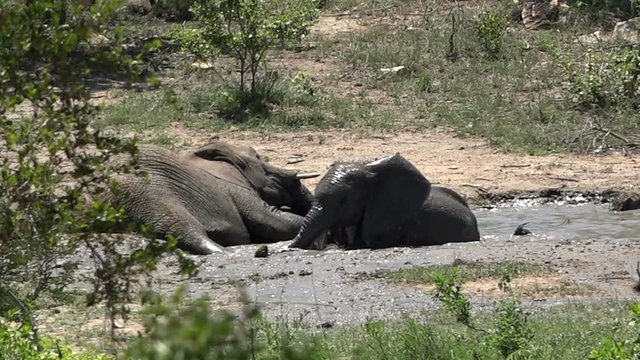 Funny baby elephant playing in water while mother slepping, Kruger National Park in South Africa