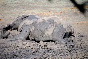 Elephant in Mana Pools National Park, Zimbabwe
