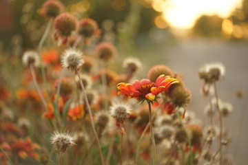 Glade orange rudbeckia flowers grow in the sunny garden.
