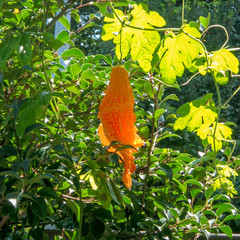 bitter melon in a kitchen garden