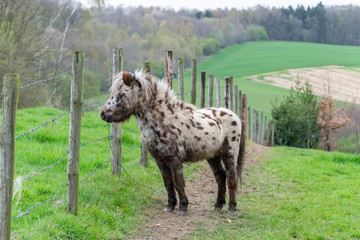 Fototapeta premium Spring countryside landscape with animals. Cute funny spotted pony close-up on a farm pasture against a green hilly landscape on a spring day. 