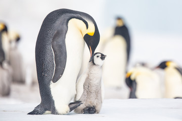 Emperor penguin colony adults and chicks on the sea ice, Snow Hill, Antractica © Sam