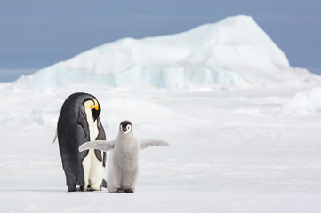 Emperor penguin colony adults and chicks on the sea ice, Snow Hill, Antractica © Sam