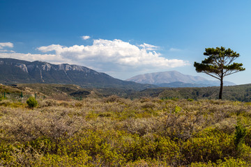 View at landscape on the westside of Greek island Rhodes with green vegetation in the foreground, lonely tree and mountain range in the background