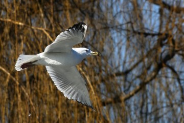 The Great Black-backed Gull (Larus marinus) flying over the lake.