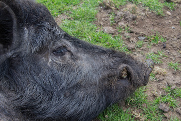 Fototapeta premium Wildschwein