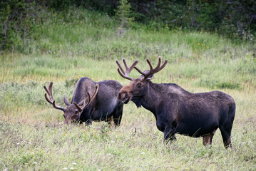 Fototapeta na wymiar Shiras Moose in Colorado. Shiras are the smallest species of Moose in North America