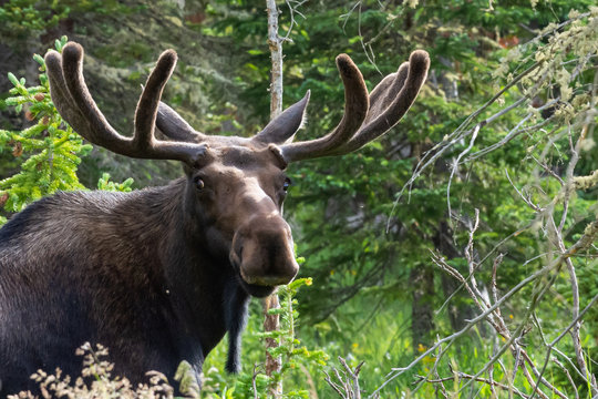 Shiras Moose in Colorado. Shiras are the smallest species of Moose in North America