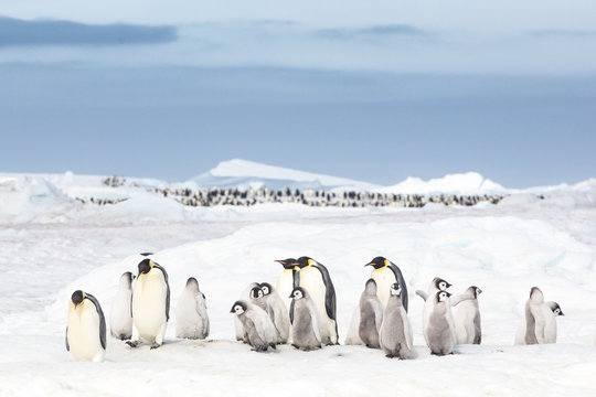 Emperor penguin colony, adults and chicks, Snow Hill, Antarctica