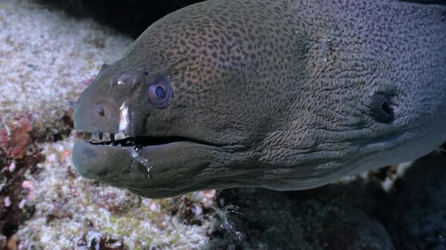 Giant Moray eel being cleaned by Cleaner Shrimp