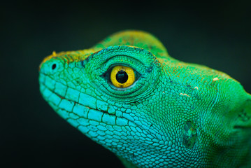 Green lizard iguana on a wood close up portrait wild nature
