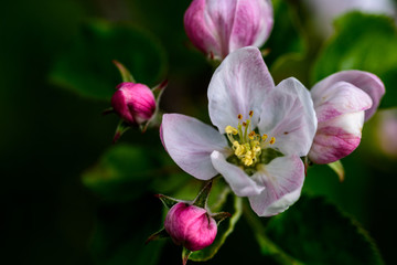 Fototapeta premium Cherry blossom and buds in the garden during springtime