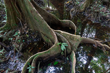 Racine d'un jeune Pterocarpus dans l'eau et ses reflets - Guyane française
