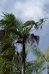 Fototapeta premium Stipe, fruits et palmes du Ti-bâche _ Guyane française