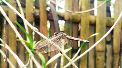 dragonfly on branch