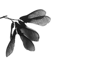 Black silhouette of a plant on a white background.