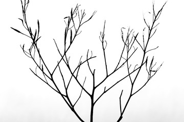 Black silhouette of a plant on a white background.