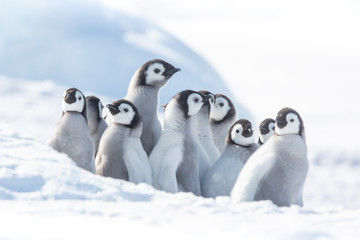 Emperor penguin colony, adults and chicks, Snow Hill, Antarctica © Sam