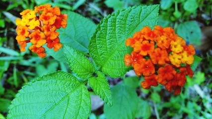 red flowers in the garden