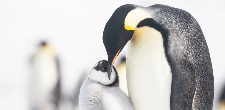Emperor penguin colony, adults and chicks, Snow Hill, Antarctica
