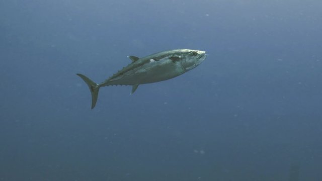 Single Dogtooth Tuna in open water, Red Sea