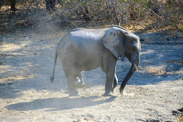 Elephant in Mana Pools National Park, Zimbabwe